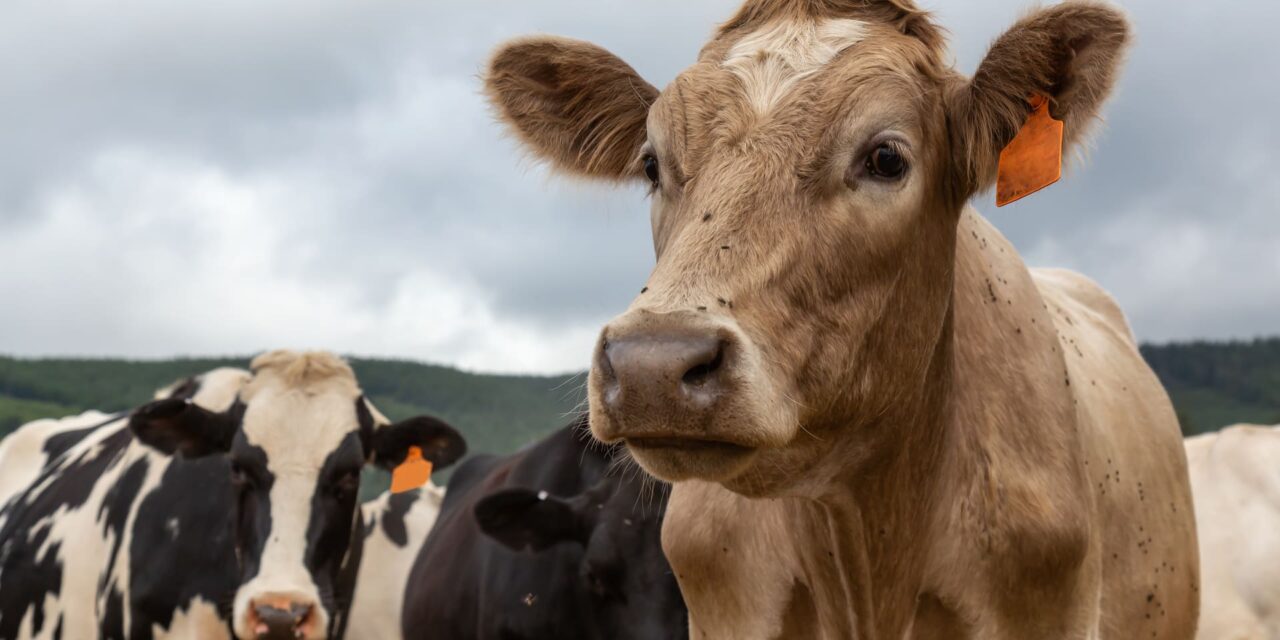 a-herd-of-cows-on-a-farm-2023-11-27-05-18-54-utc